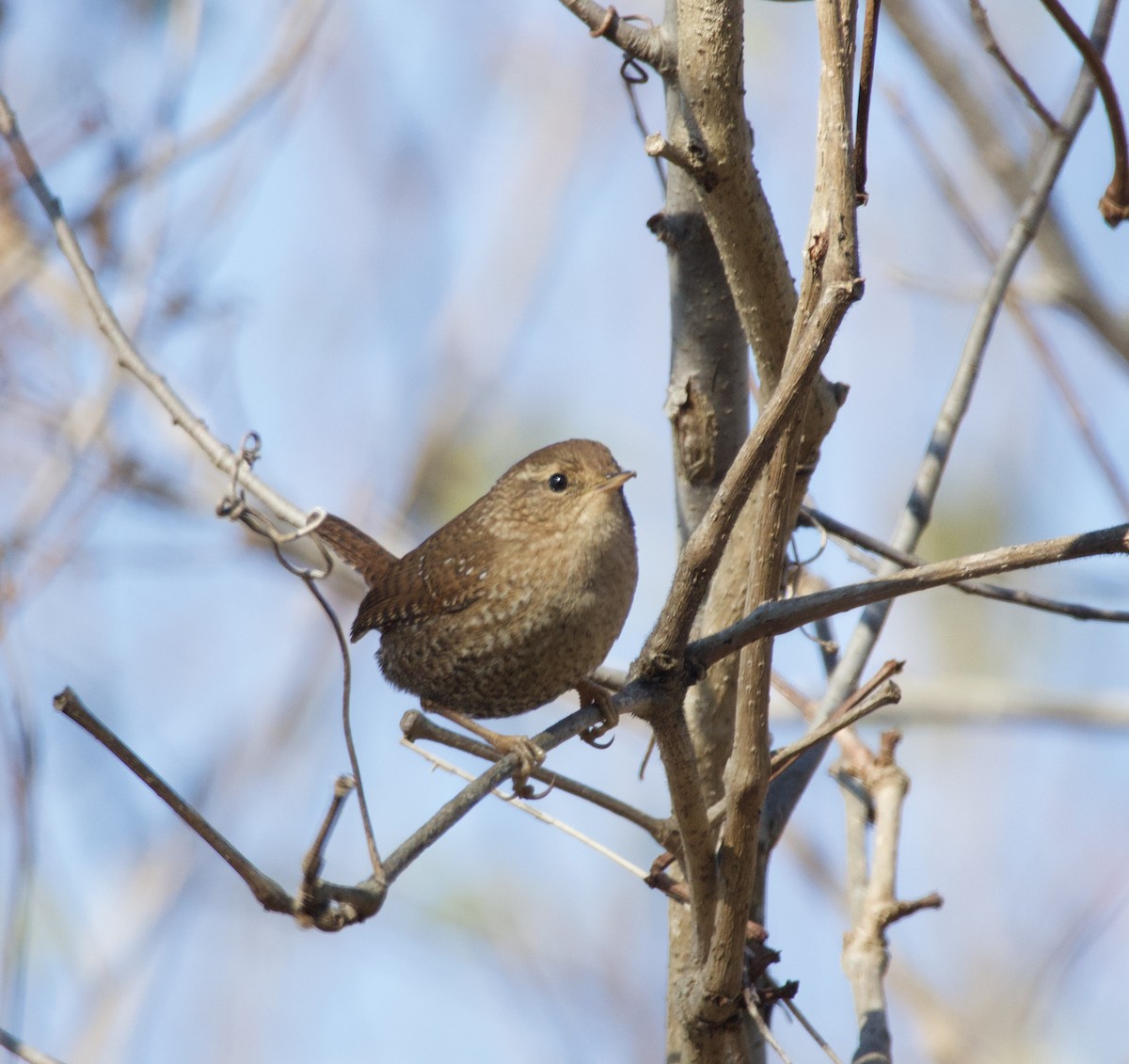 Winter Wren - ML646435366