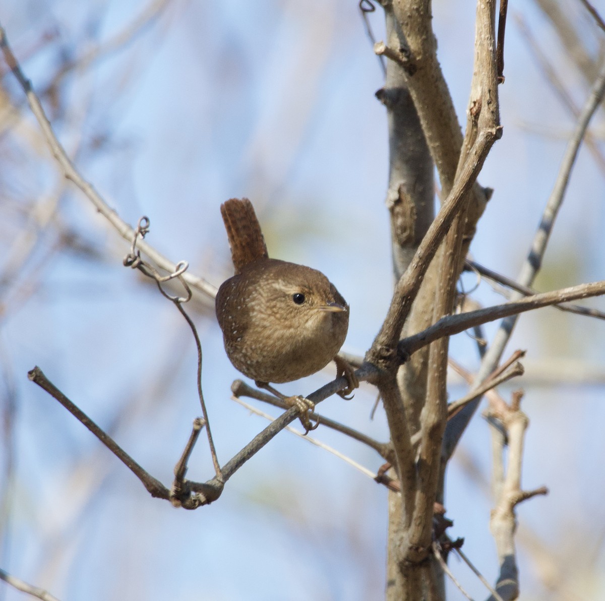Winter Wren - ML646435367