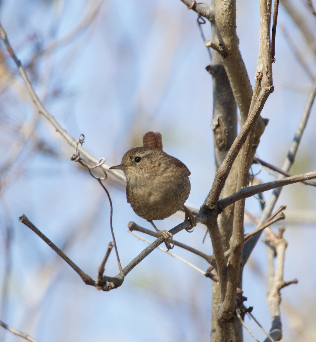 Winter Wren - ML646435368