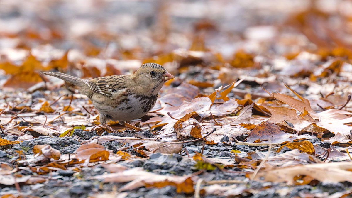 Harris's Sparrow - ML646435369
