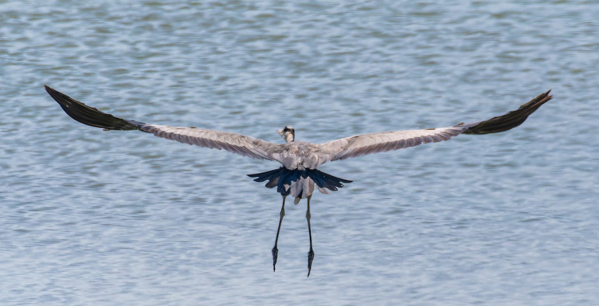 volavka popelavá - ML646435373