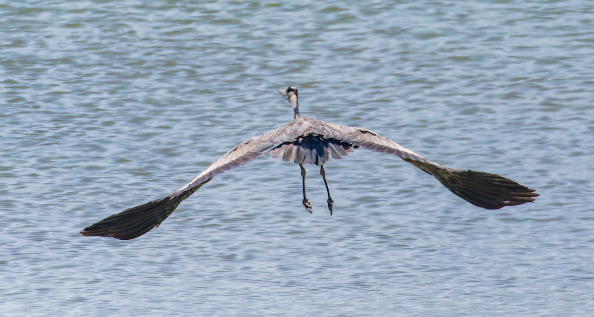 volavka popelavá - ML646435374