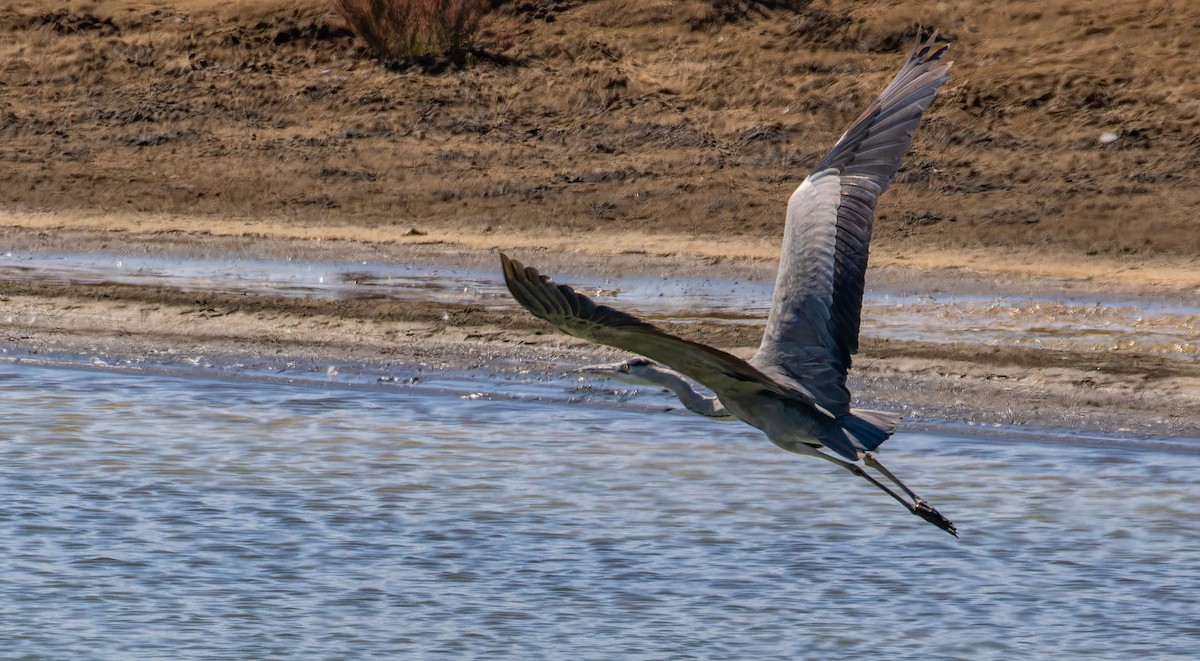 volavka popelavá - ML646435375