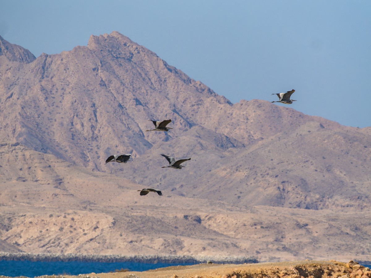 volavka popelavá - ML646435376