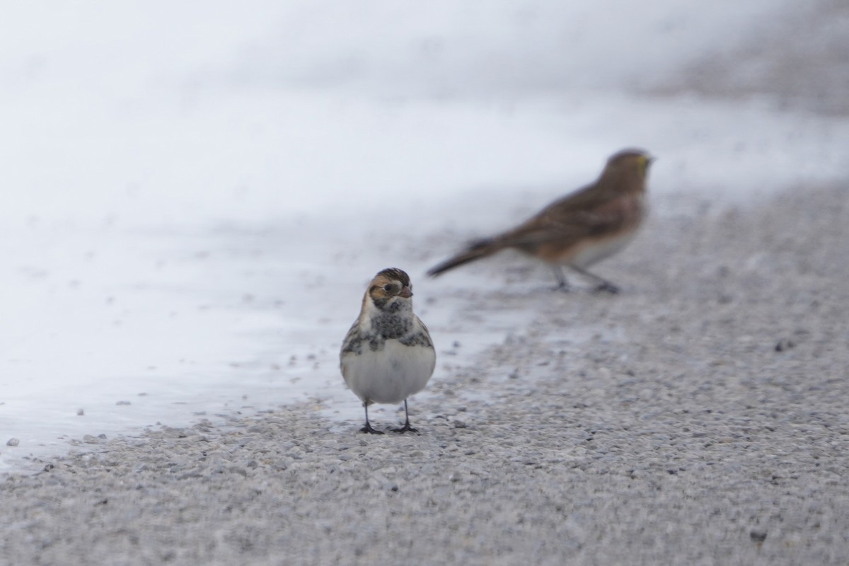 Lapland Longspur - ML646435377
