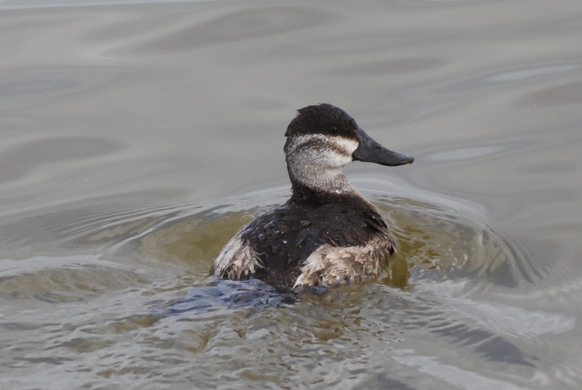 צחראש אדמוני - ML646435378