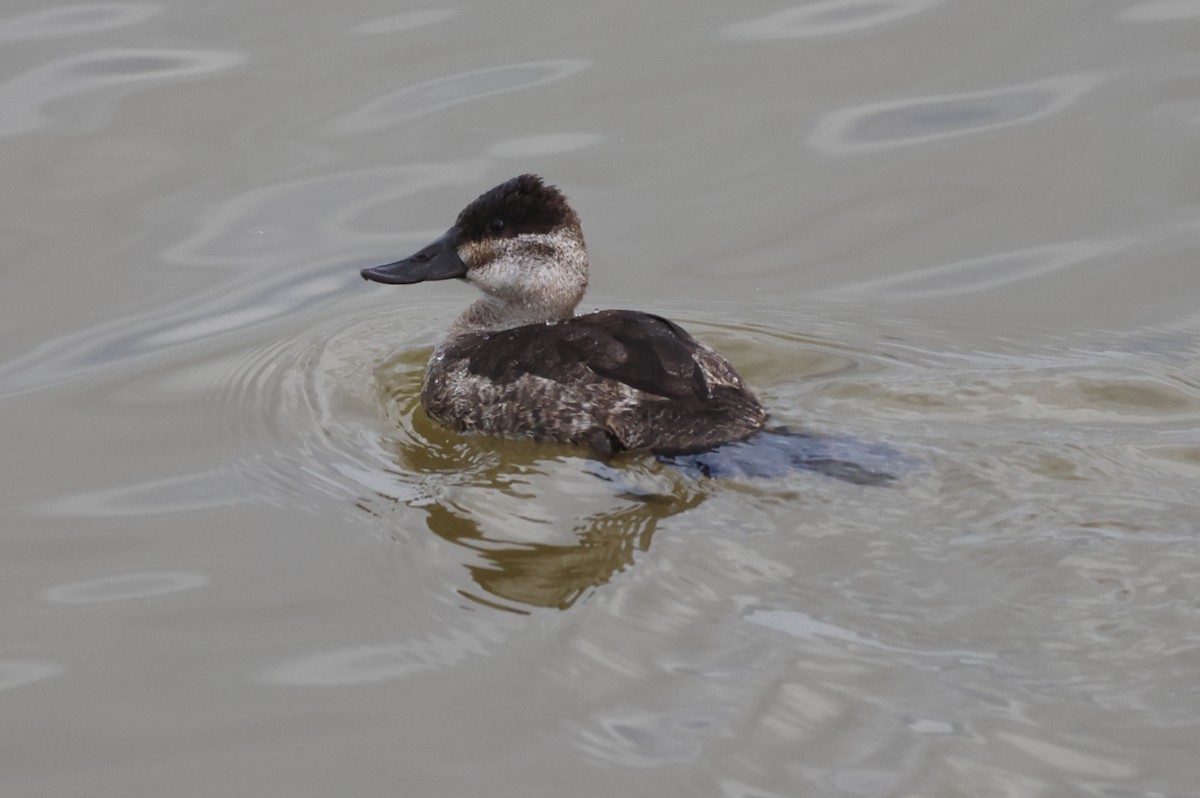 צחראש אדמוני - ML646435379