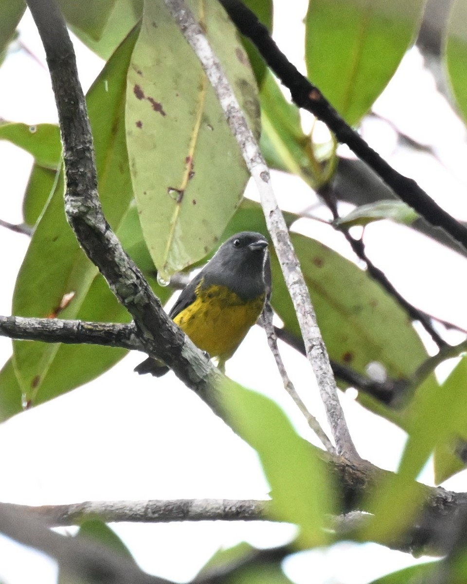 Plumbeous Euphonia - ML646435381