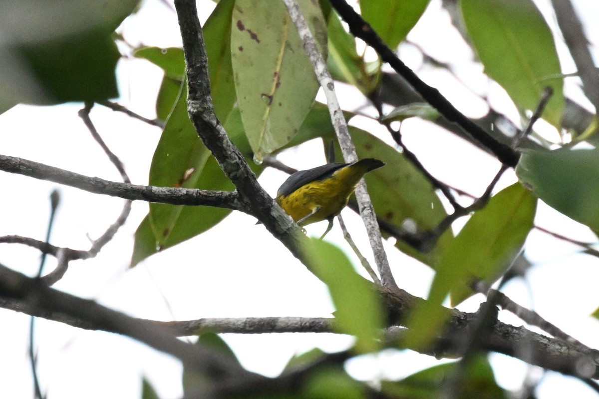 Plumbeous Euphonia - ML646435383