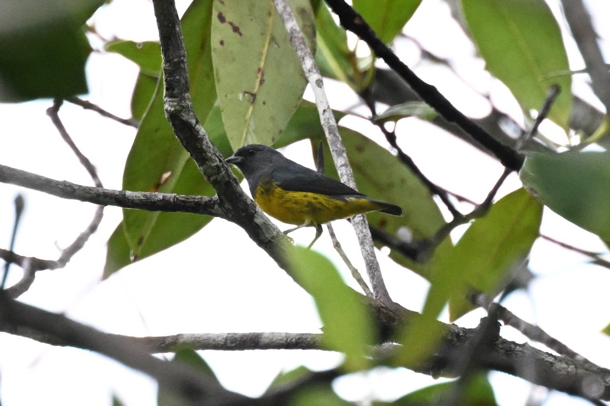 Plumbeous Euphonia - ML646435384