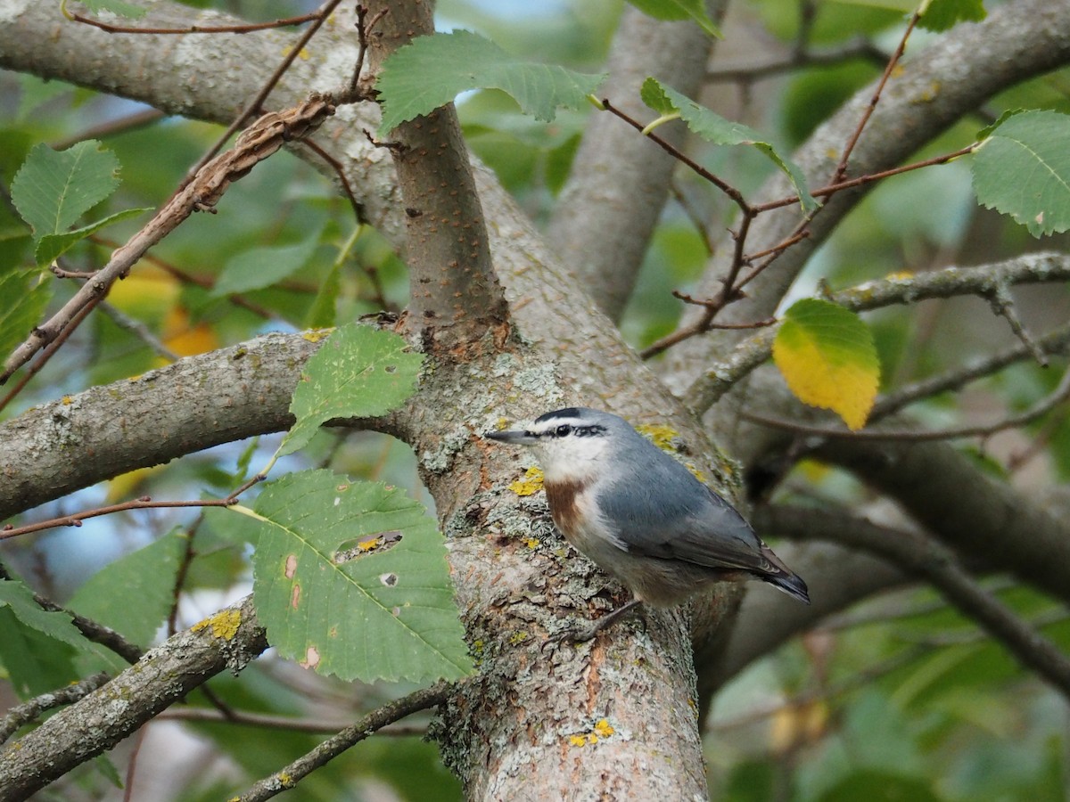 Türkenkleiber - ML646435385