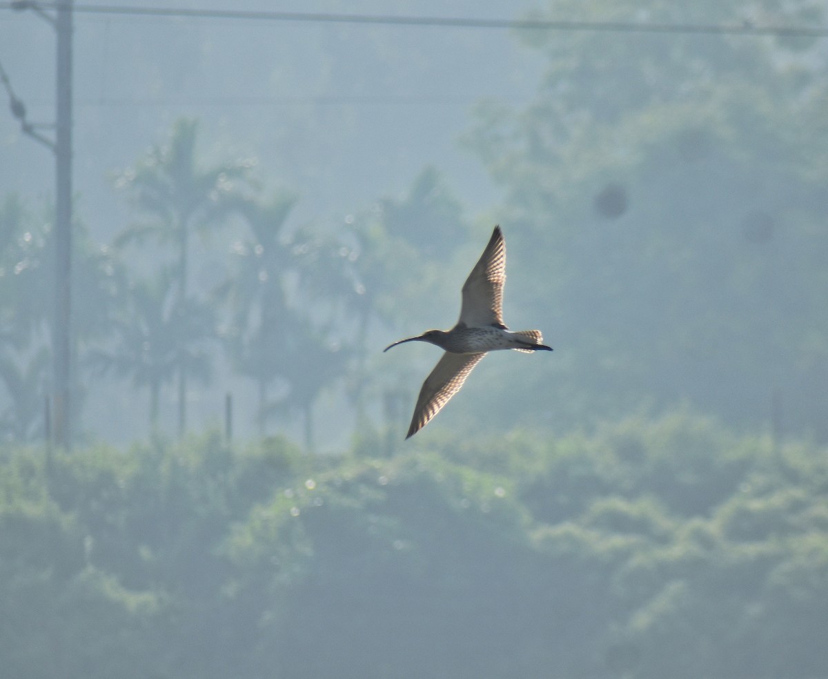 Eurasian Curlew - ML646435386