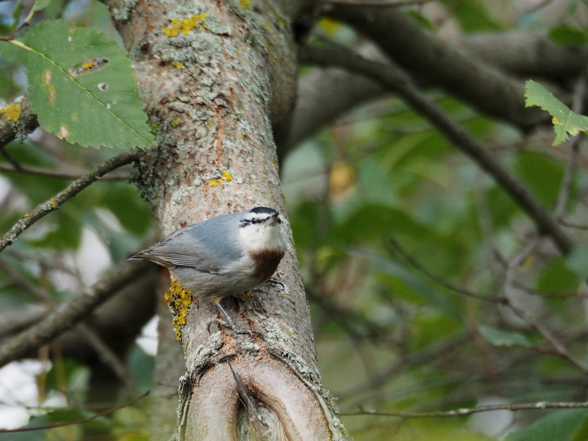 Türkenkleiber - ML646435387