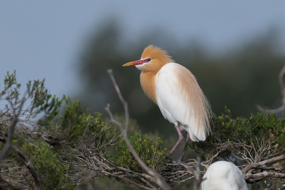 Eastern Cattle-Egret - ML646435388
