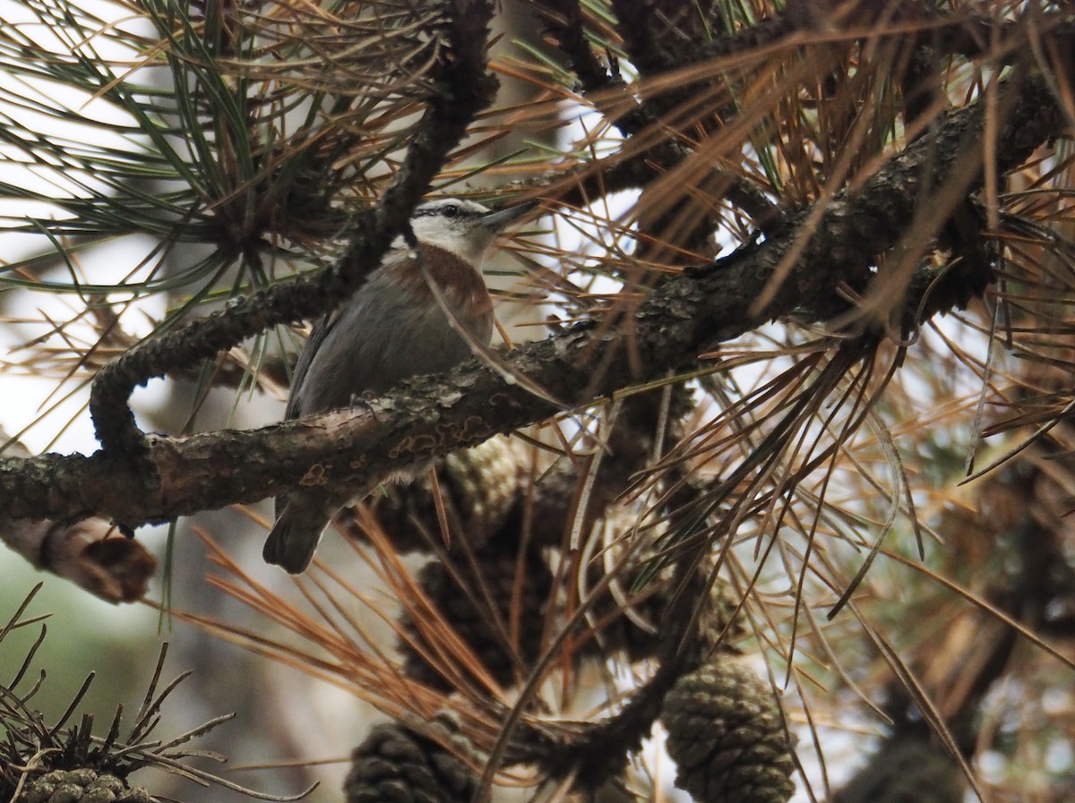 Türkenkleiber - ML646435389