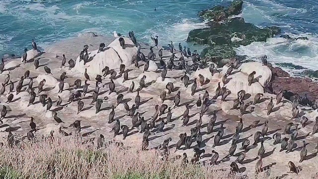 アオノドヒメウ - ML646435391