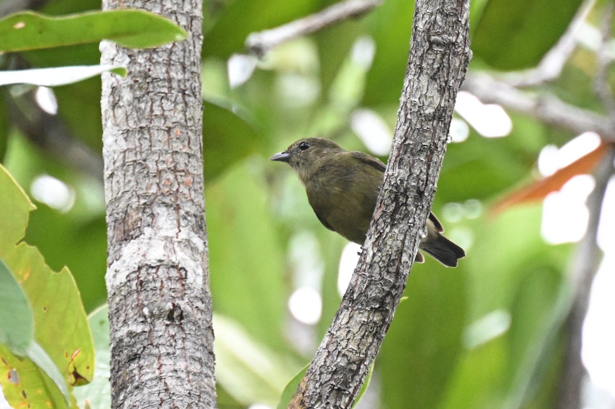 Black Manakin - ML646435392