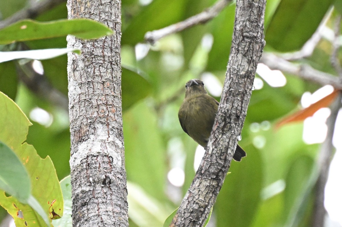 Black Manakin - ML646435393