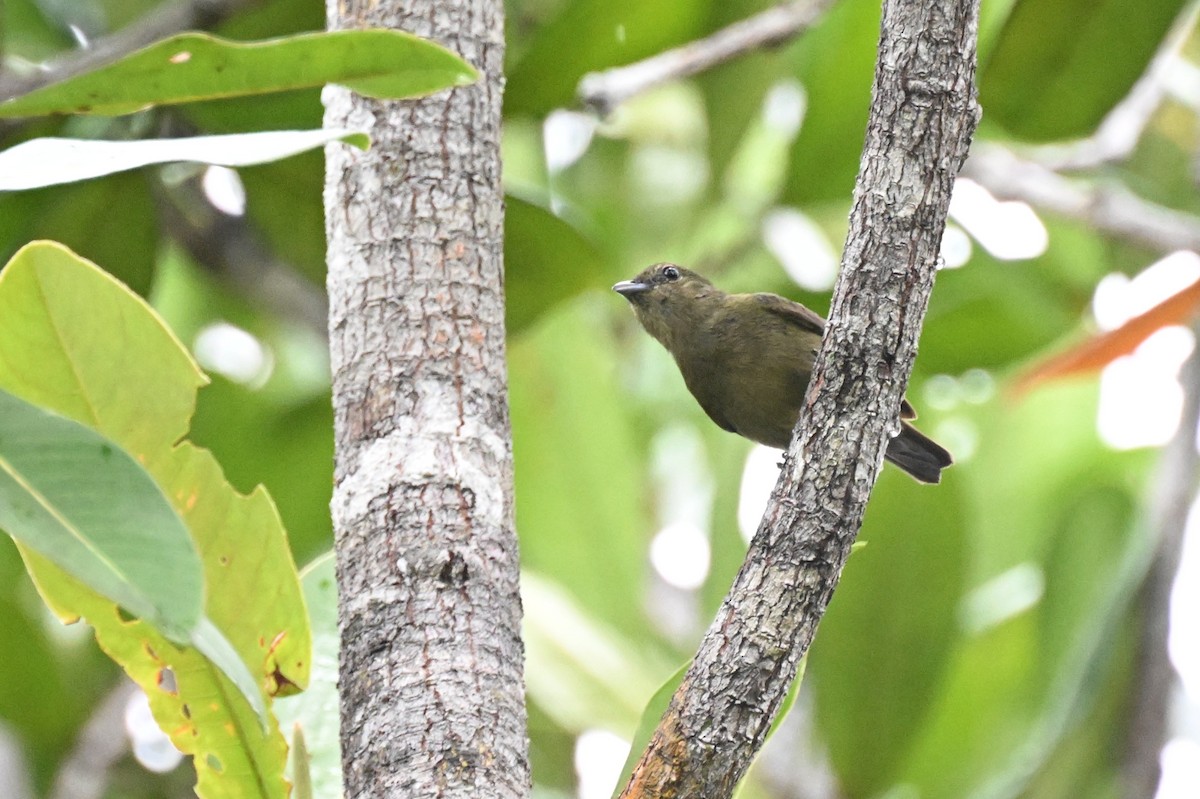 Black Manakin - ML646435394