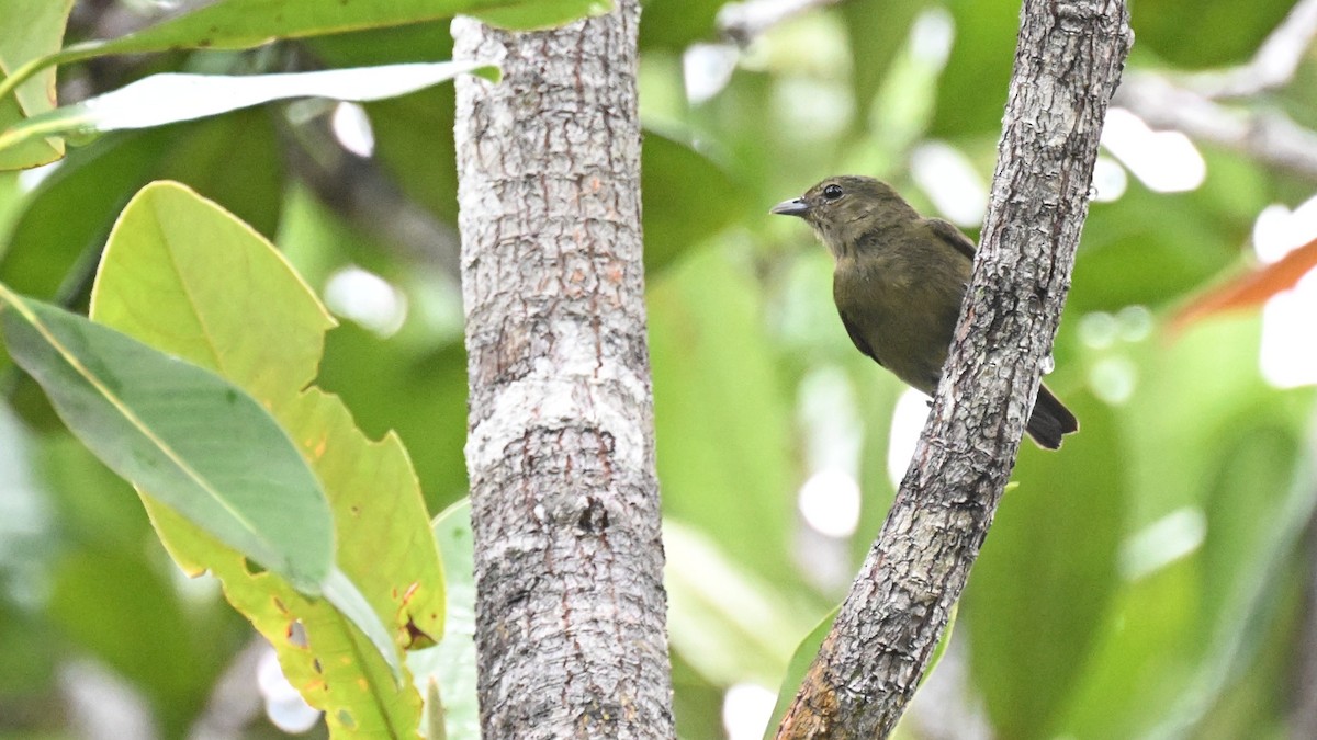 Black Manakin - ML646435395