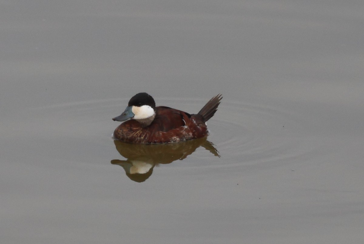 צחראש אדמוני - ML646435396