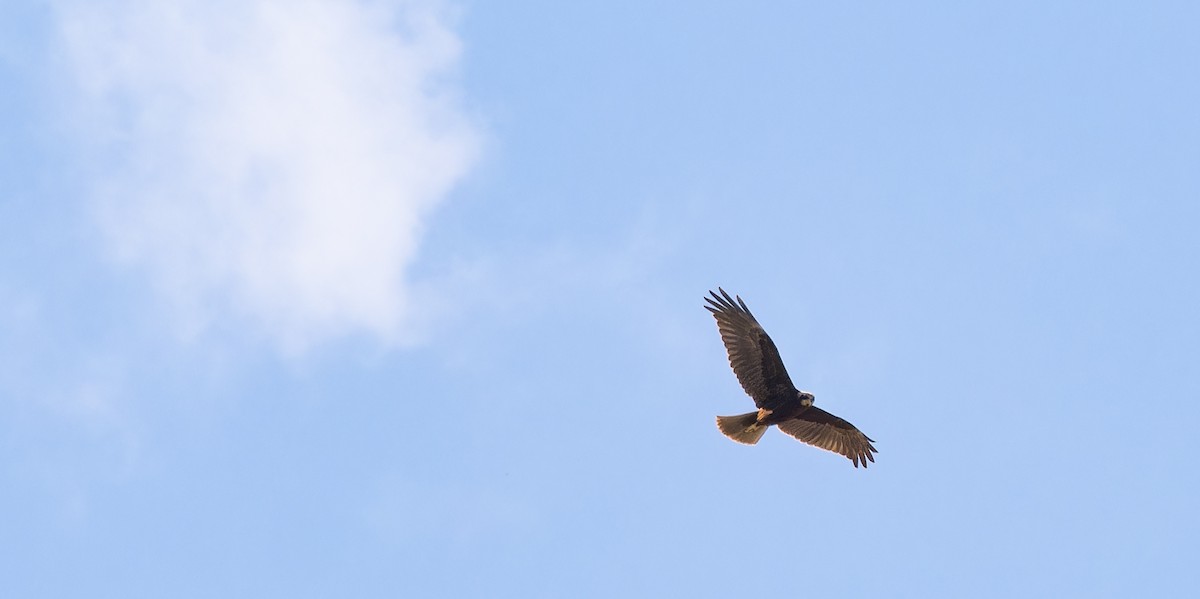 moták pochop - ML646435399