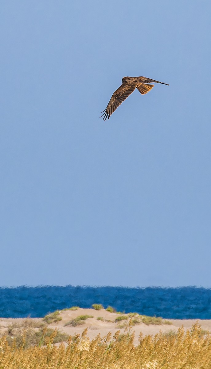 moták pochop - ML646435400