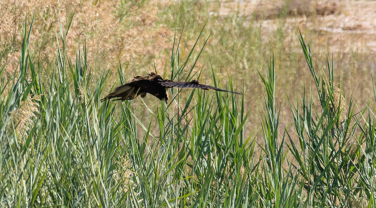 moták pochop - ML646435401