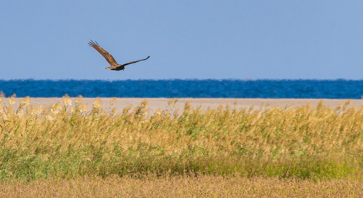 moták pochop - ML646435402