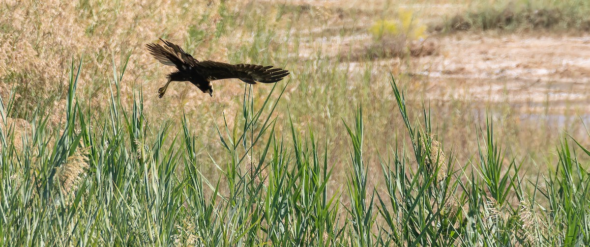 moták pochop - ML646435403