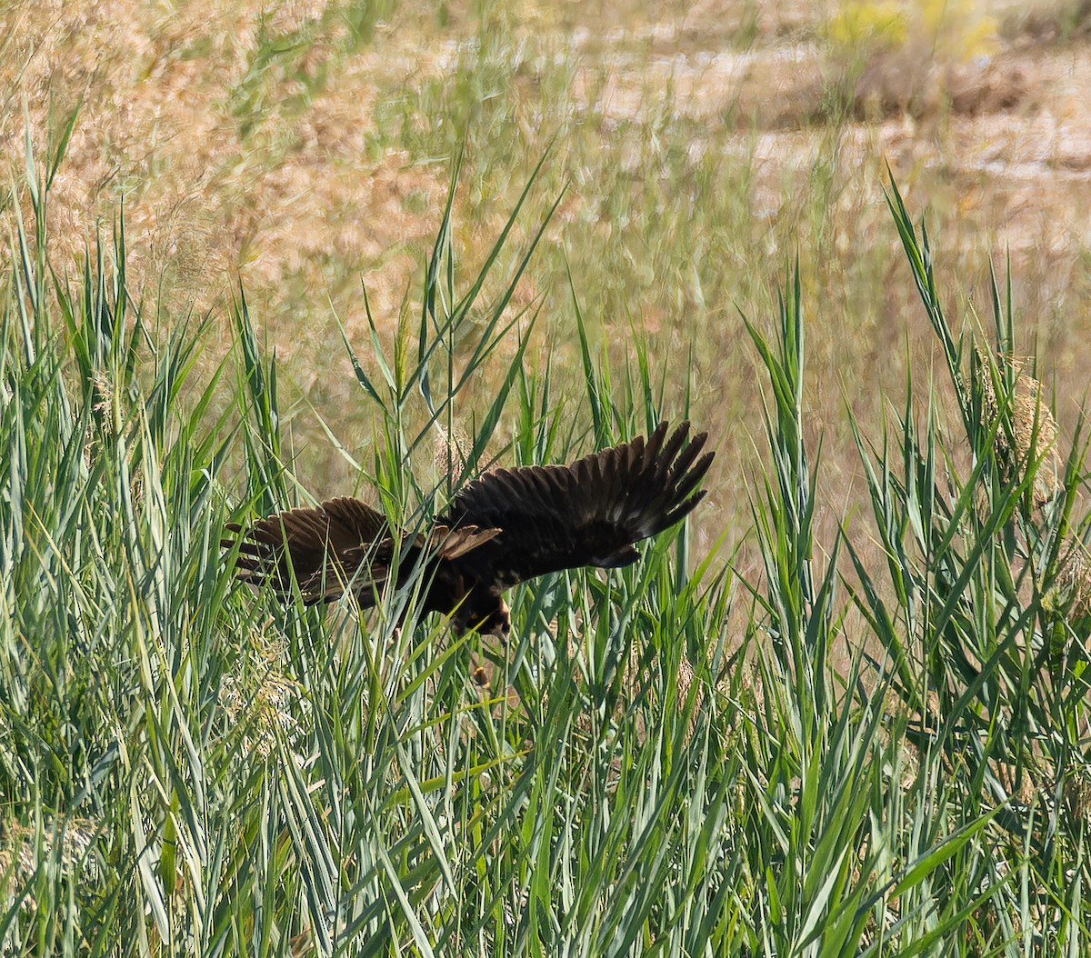 moták pochop - ML646435404