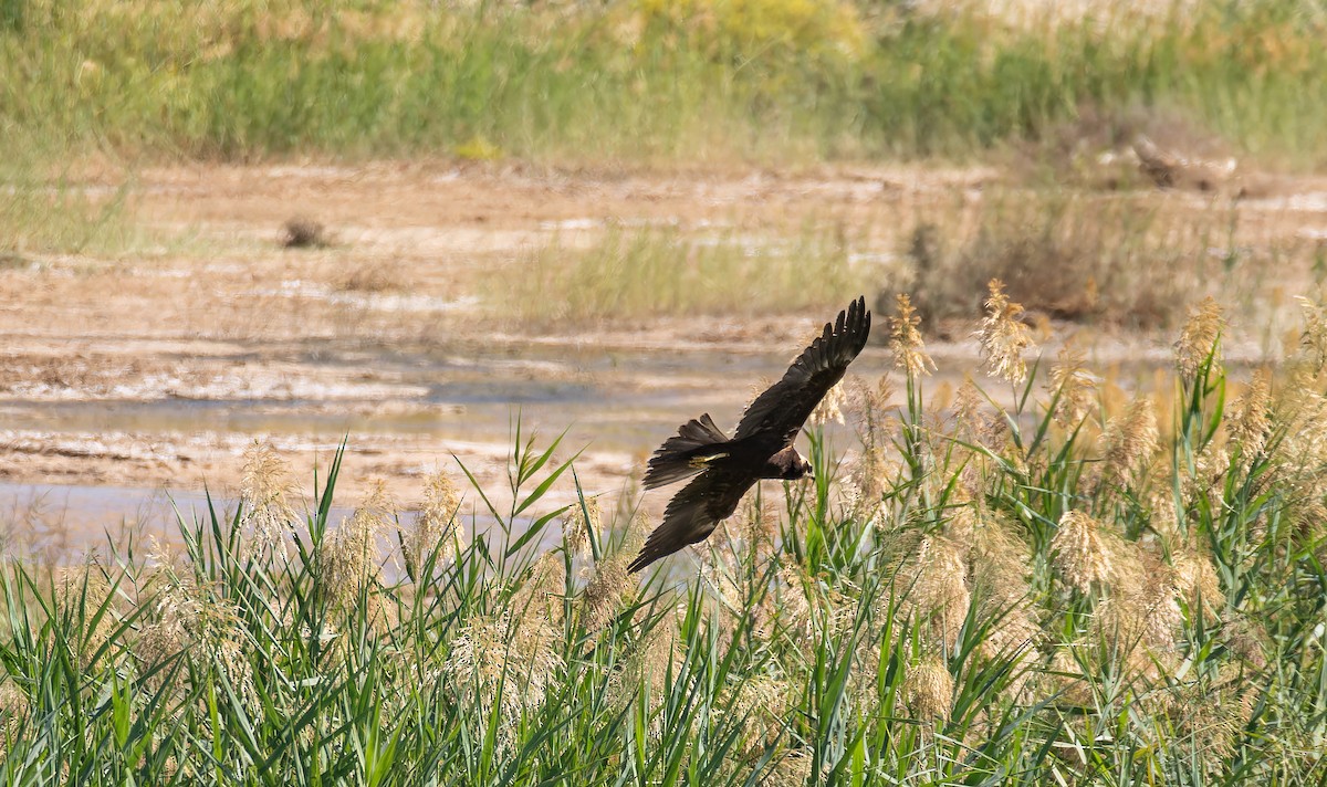 moták pochop - ML646435405