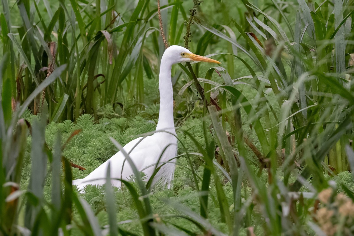 Plumed Egret - ML646435407