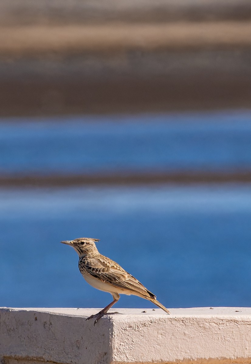 topplerke - ML646435410