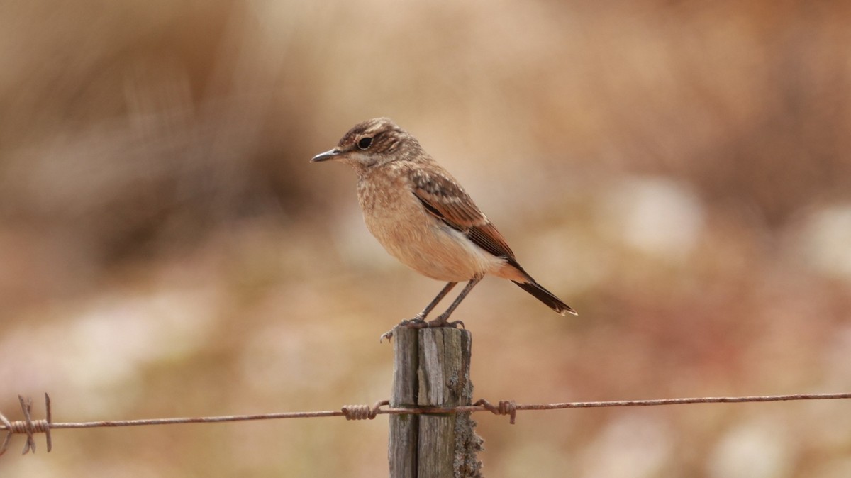Capped Wheatear - ML646435411
