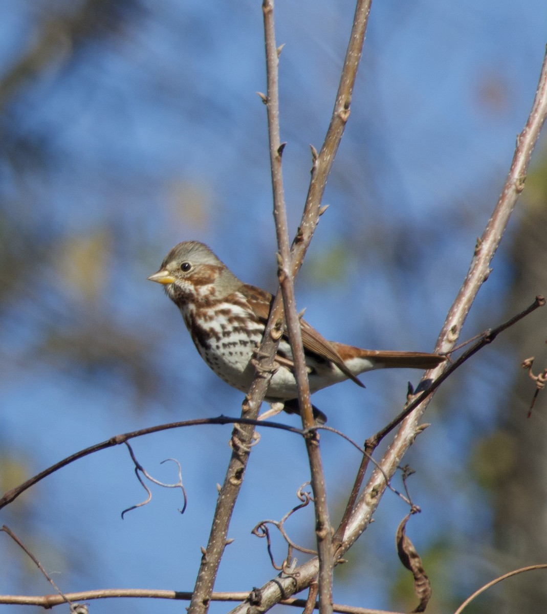 Fox Sparrow - ML646435412
