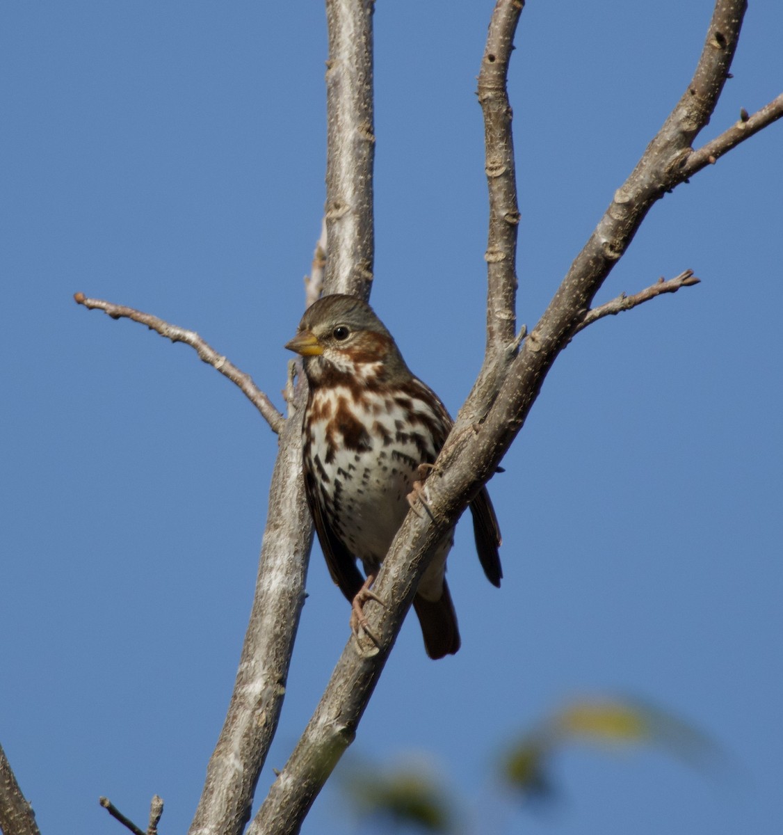Fox Sparrow - ML646435413