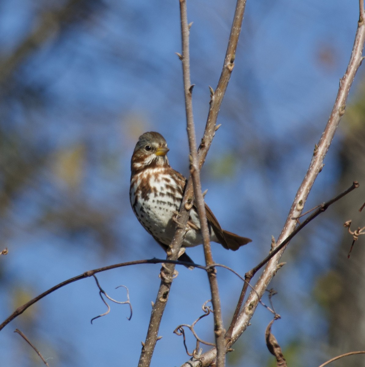 Fox Sparrow - ML646435414