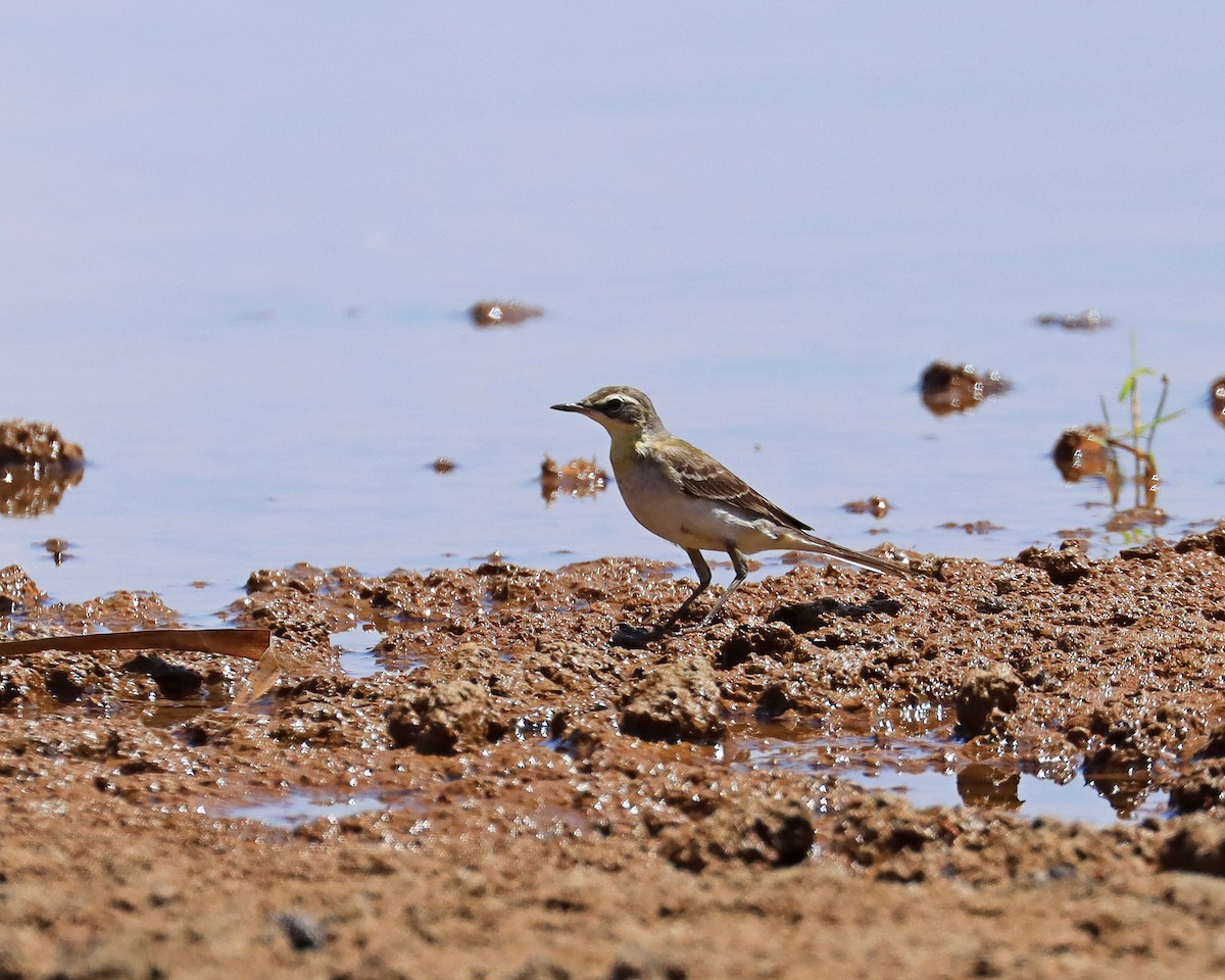 Eastern Yellow Wagtail - ML646435415