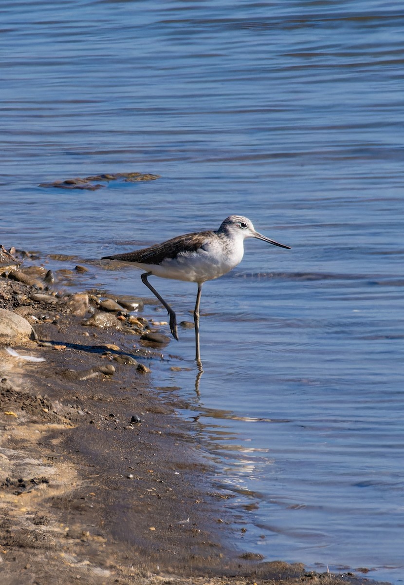 Common Greenshank - ML646435416