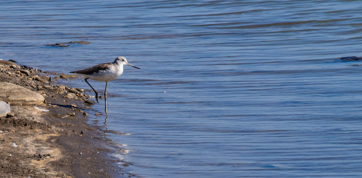 Common Greenshank - ML646435417