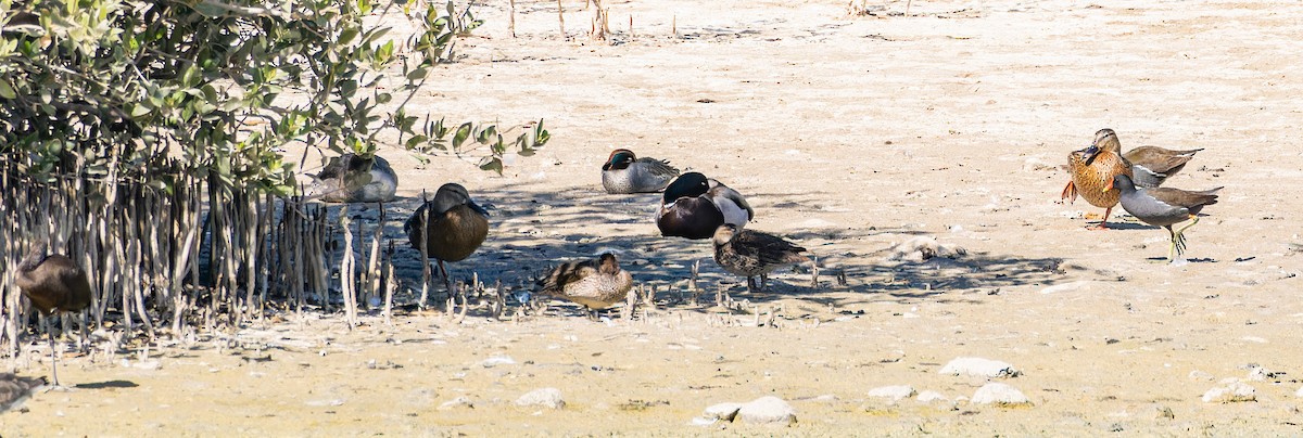 Mallard - ML646435420