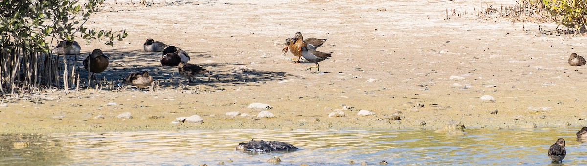 Mallard - ML646435421