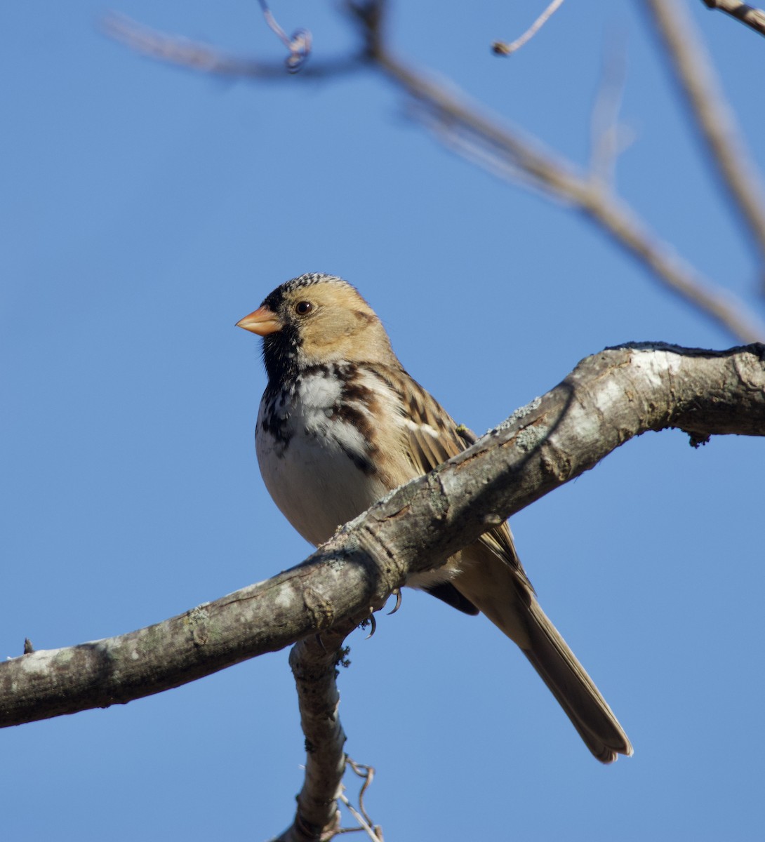 Harris's Sparrow - ML646435422
