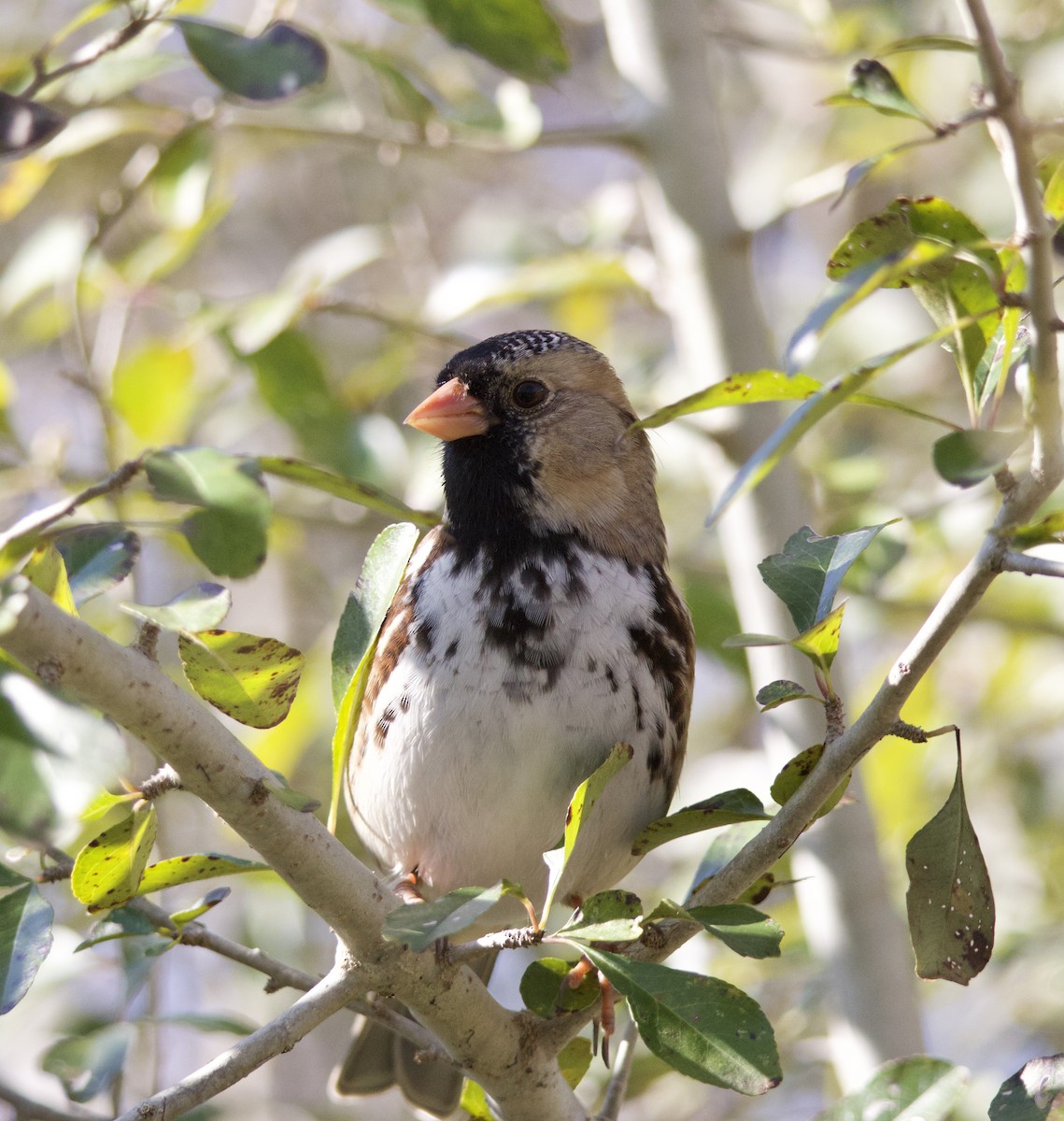 Harris's Sparrow - ML646435423