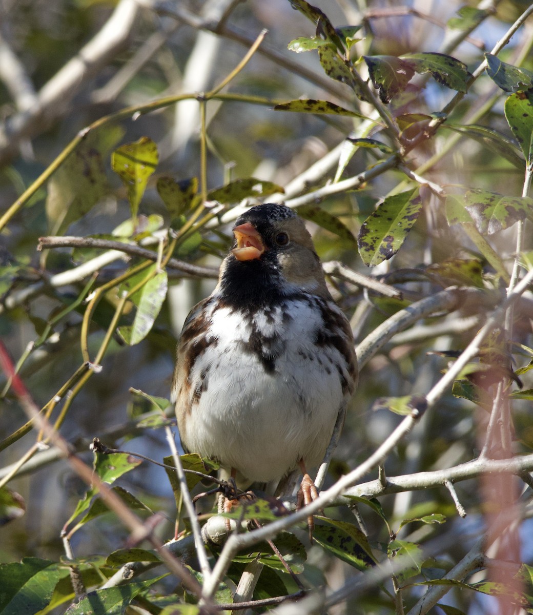 Harris's Sparrow - ML646435424