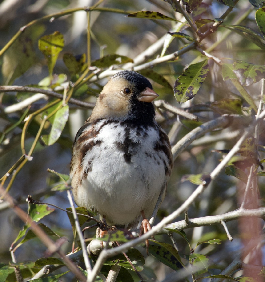 Harris's Sparrow - ML646435425
