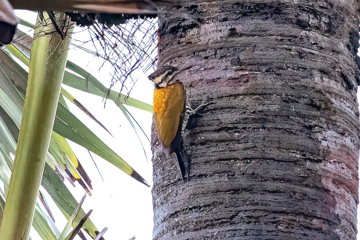 Common Flameback - ML646435426