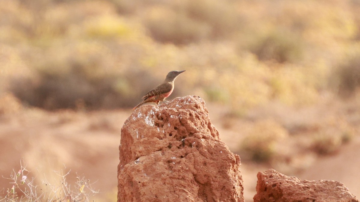 Ground Woodpecker - ML646435427