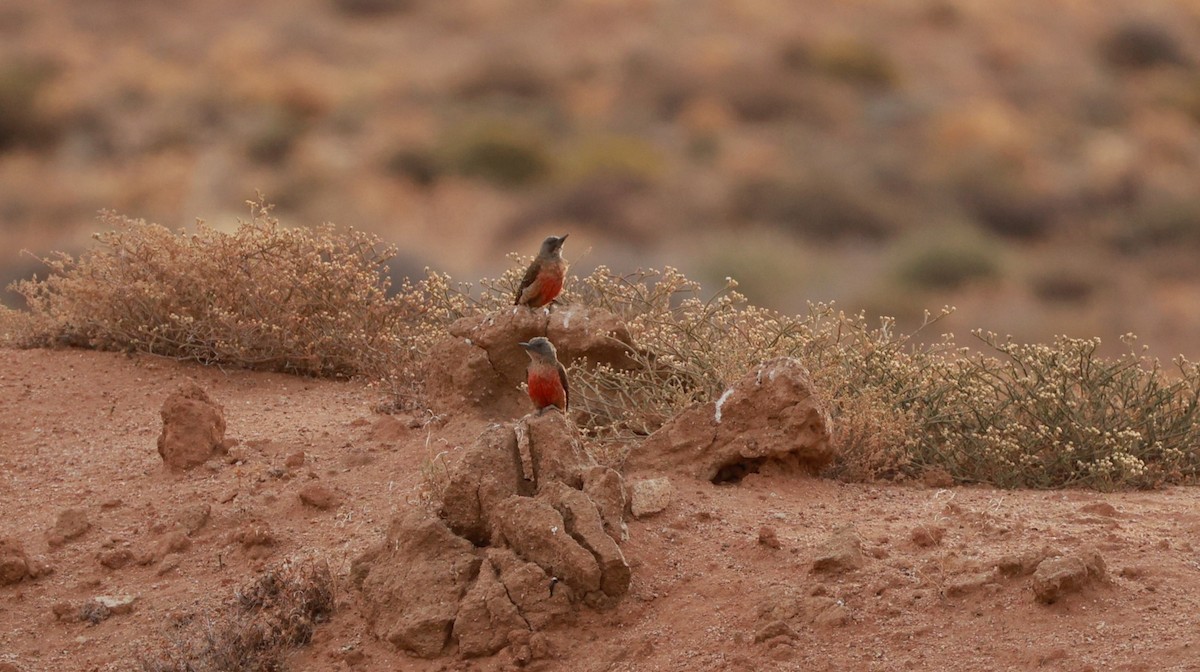 Ground Woodpecker - ML646435429